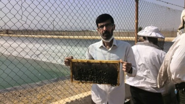 افزایش بهره وری زنبورستان با مدیریت اصولی در زنبورداری