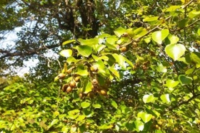 پروژه‌های تحقیقاتی زیست و فناوری