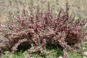 ایندکس کروموزومی