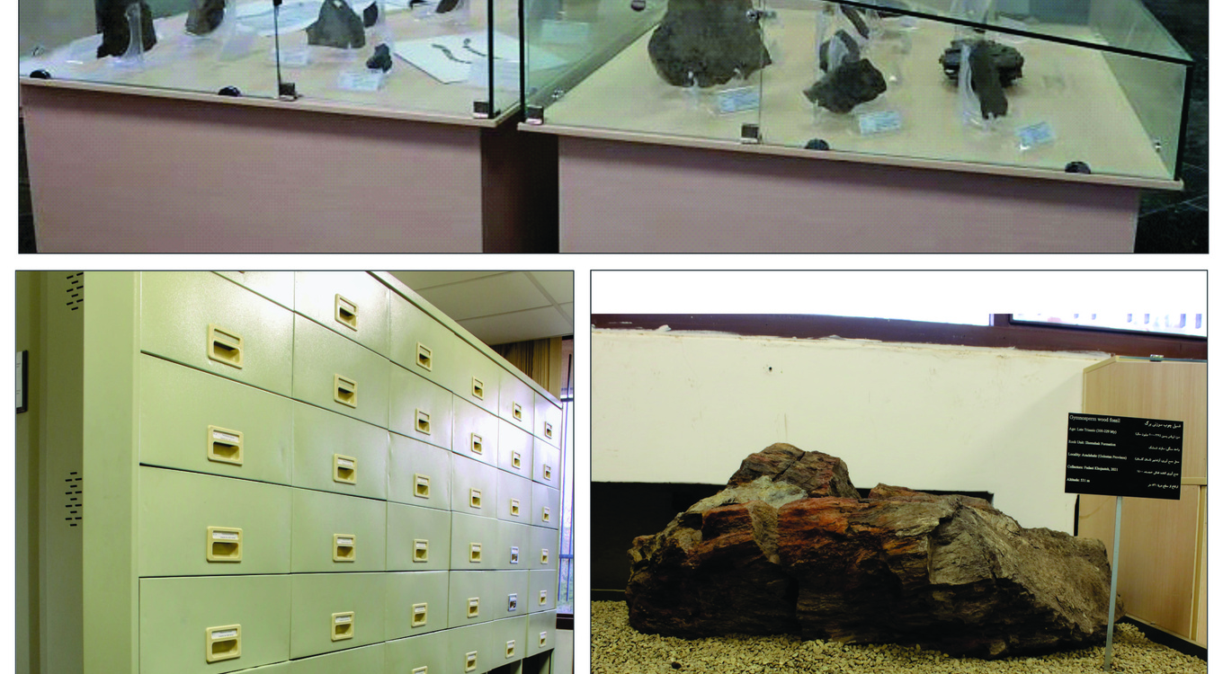 کلکسیون دیرینه‌شناسی