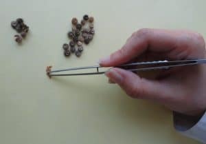 شناسایی بذر قبل از شناسایی