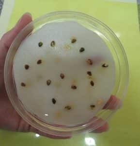 حفاظت از بذر