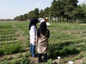 گیاهان کشت شده در مزرعه بانک ژن منابع طبیعی ایران