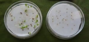 بذرهای جوانه زده روی کاغذ واتمن