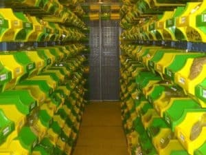 ظروف حاوی بذرهای بسته بندی شده در سردخانه قرار داده می شوند