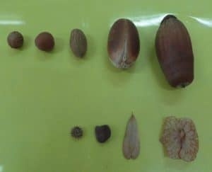 حفاظت از بذر