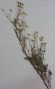 یک نمونه هرباریومی پرس شده(Tripleurospermum sevanense)