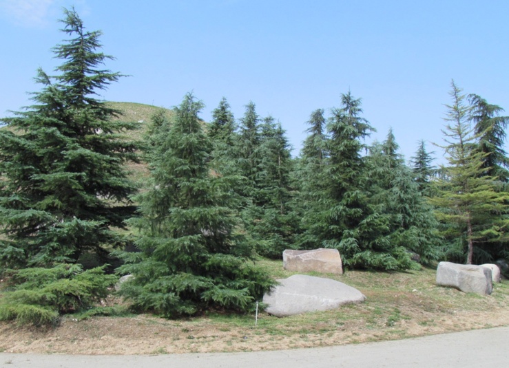 قطعه همیالیا