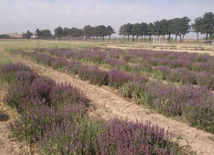 گیاهان دارویی