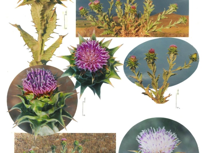 بخش گیاه شناسی