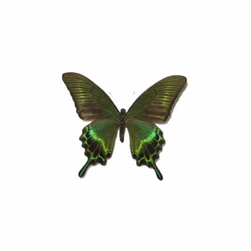 موزه بندپایان