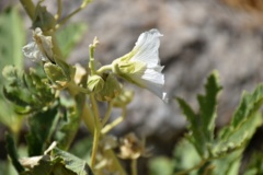بخش گیاه شناسی