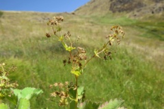 بخش گیاه شناسی