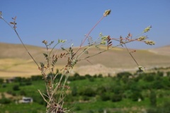 بخش گیاه شناسی