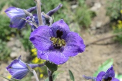 بخش گیاه شناسی