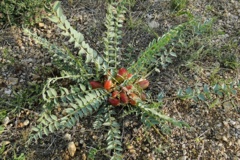 بخش گیاه شناسی