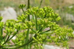 بخش گیاه شناسی