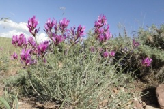 بخش گیاه شناسی