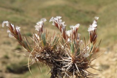 بخش گیاه شناسی