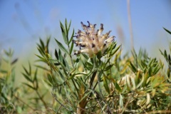 بخش گیاه شناسی