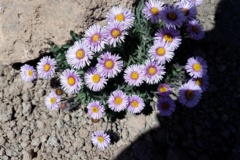 بخش گیاه شناسی