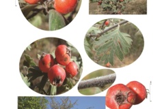 بخش گیاه شناسی