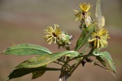 بخش گیاه شناسی
