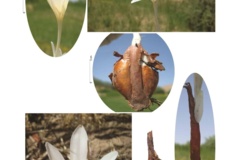 بخش گیاه شناسی