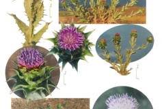 بخش گیاه شناسی