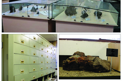 کلکسیون دیرینه‌شناسی