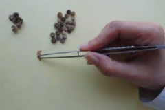 شناسایی بذر قبل از شناسایی