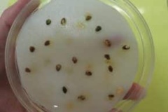 حفاظت از بذر