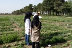 گیاهان کشت شده در مزرعه بانک ژن منابع طبیعی ایران