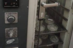 بذرها برای سبز شدن در درجه حرارت مناسب در ژرمیناتور قرار داده می شوند