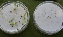 بذرهای جوانه زده روی کاغذ واتمن