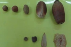 حفاظت از بذر