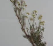 یک نمونه هرباریومی پرس شده(Tripleurospermum sevanense)