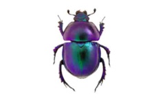 موزه بندپایان