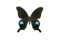 موزه بندپایان