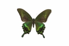 موزه بندپایان