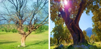 بررسی اهمیت بوم‌شناختی و مدیریتی درختان زیستگاهی در اکوسیستم‌های جنگلی خشک و نیمه‌خشک