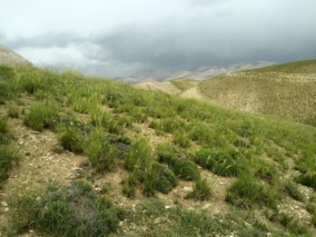 رئیس بخش تحقیقات مرتع هشدار داد: تغییر کاربری مراتع، زنگ خطر جدی برای آینده منابع طبیعی ایران