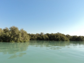 تأثیر جنگل‌های مانگرو در امنیت غذایی