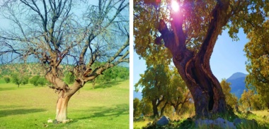 بررسی اهمیت بوم‌شناختی و مدیریتی درختان زیستگاهی در اکوسیستم‌های جنگلی خشک و نیمه‌خشک