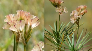 گونه‌های گیاهی جدید