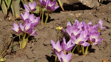 گروههای تحقیقاتی بخش گیاهان دارویی و محصولات فرعی