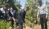 کاشت نهال در شعبه جنوب شرق موسسه رازی به مناسبت روز ارتش و به یاد شهدای جنگ رمضان