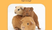 انتشار ویراست دوم کتاب "بیولوژی، پرورش، بیماری ها و اصول کار با حیوانات آزمایشگاهی" توسط انتشارات موسسه رازی