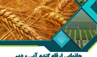 نشریه سال پنجم جانمایی ارقام گندم آبی و دیم استان خوزستان ۱۴۰۴-۱۴۰۳