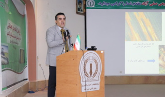 تشخیص صحیح عامل بیماری‌های گندم؛ کلید کاهش مصرف سموم و افزایش پایداری تولید